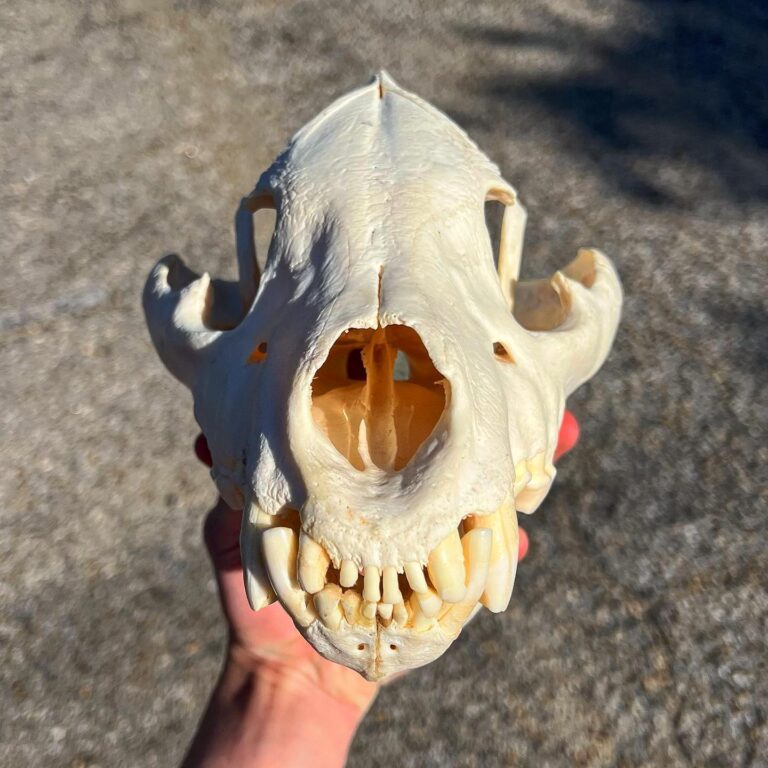 279735953_1964813667052435_5725893219282555173_n-768x768 (1) Spotted Hyena Skull
