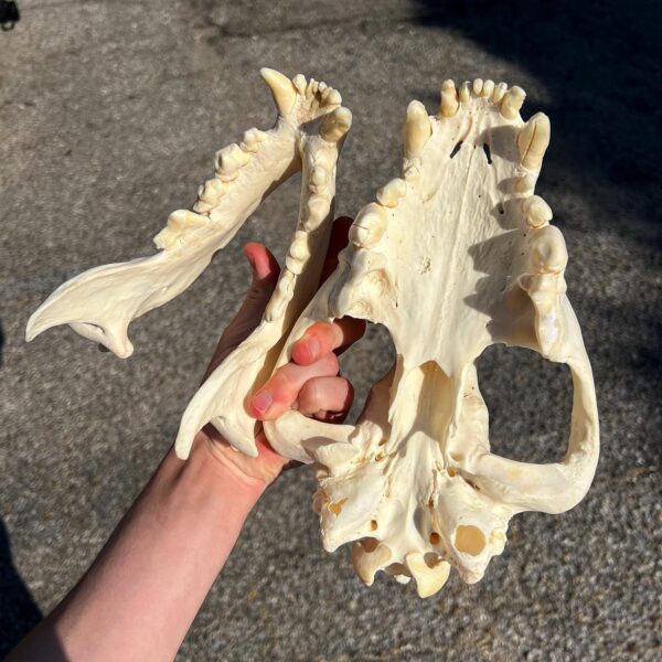 280387408_1964813663719102_1068667301150843649_n-600x600-1 (1)