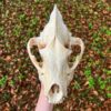 African Spotted Hyena Skull