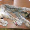 Canadian Lynx Fur