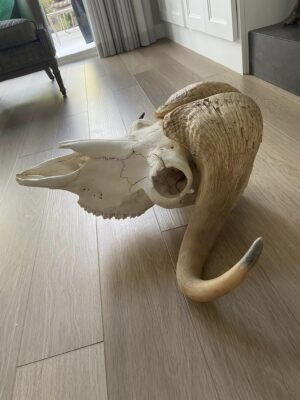 MUSK OX SKULL FOR SALE