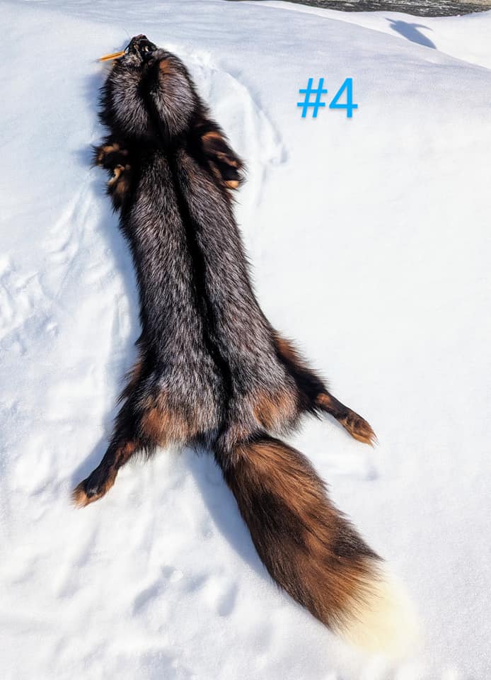 436319355_991650115669800_5183832343712709308_n Fox