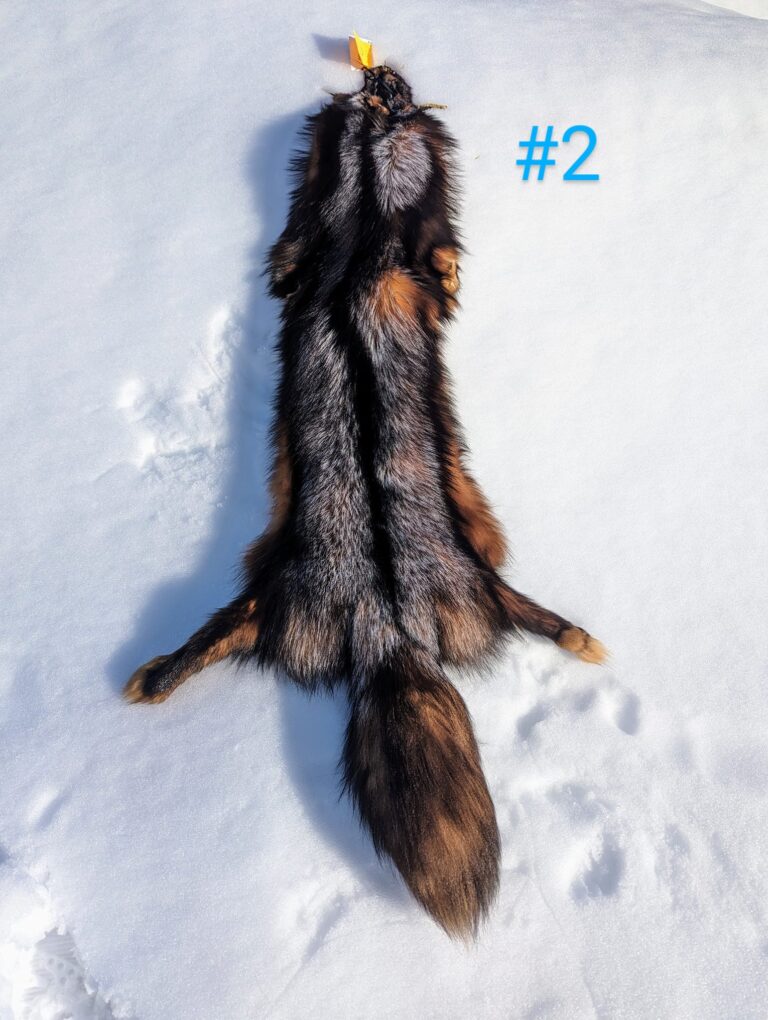 436356507_991651075669704_1103510943130982110_n-768x1020 crystal fox