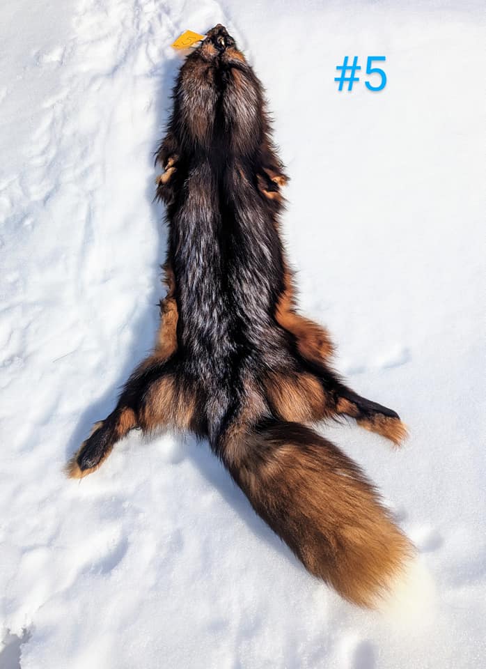 436373118_991650205669791_1650282321387225044_n Fox Fur Pelt