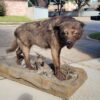 Black Wolf Taxidermy Mount