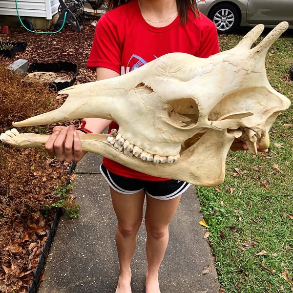 53212941_1042949302572214_5471037282762883072_n (1)