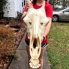 Large Giraffe Skull