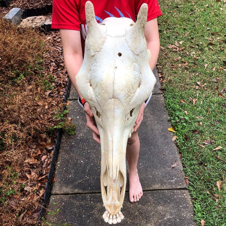 53408368_1042949402572204_4639472854809706496_n-768x768 (1)