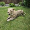 African Lion Taxidermy
