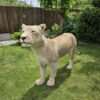 lioness taxidermy mount