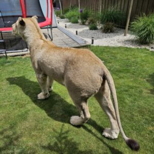 lioness taxidermy mount